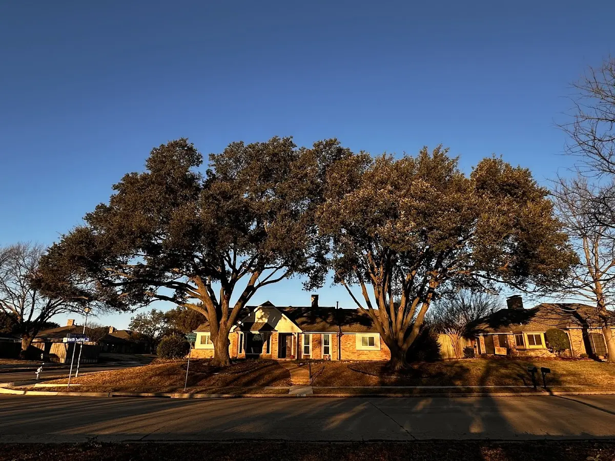 Established residential canopy tree shading a home in Dover